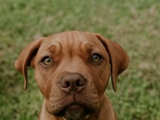 Dogue De Bordeaux – Kenmore