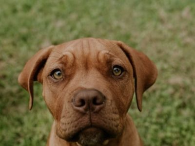 Dogue De Bordeaux – Kenmore