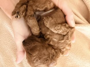 Toy Poodle – Mackay