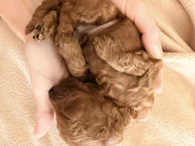 Toy Poodle – Mackay