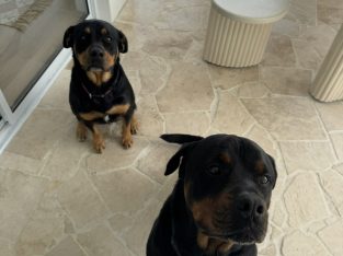 Rottweiler – Hope Island
