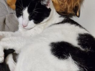 Domestic Short Hair (DSH) – Craigmore