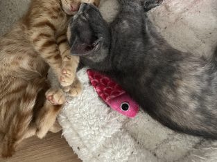 Domestic Short Hair (DSH) – Toowoomba