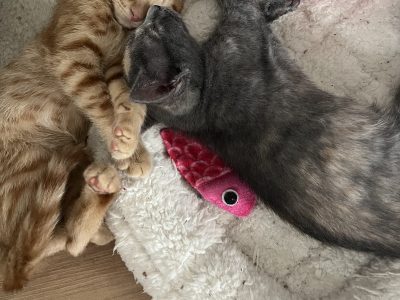 Domestic Short Hair (DSH) – Toowoomba