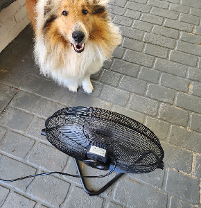 Border Collie – Hervey Bay