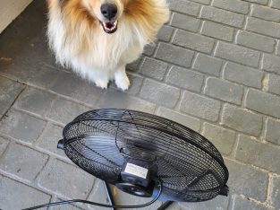 Border Collie – Hervey Bay