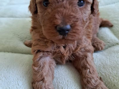 Other Dogs – Parkwood