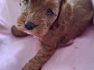 Cavoodle – Parkwood