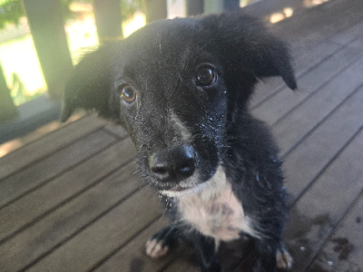 Border Collie Kelpie Cross – West Gladstone