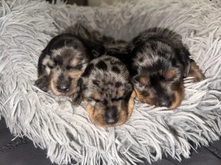 Miniature Dachshund – Toowoomba