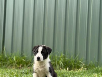 Border Collie – Aldinga Beach