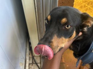 Kelpie – Leonard Patiant