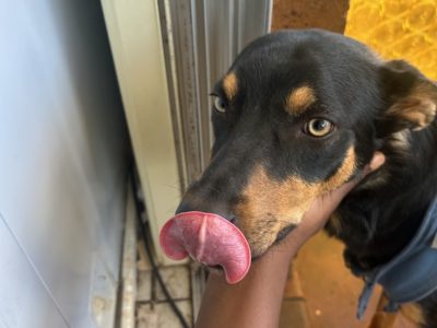 Kelpie – Leonard Patiant