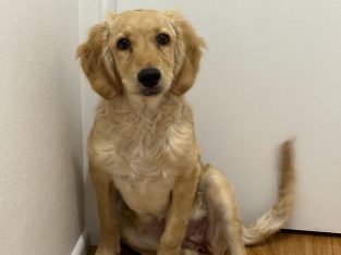 Groodle – Monterey