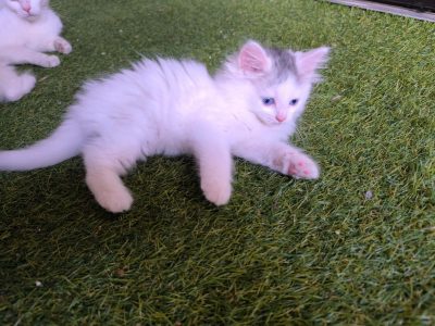 Turkish Angora – Sunnybank Hills