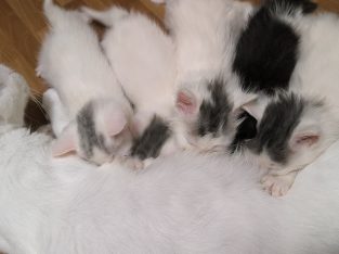 Turkish Angora – Sunnybank Hills