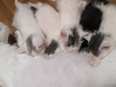 Turkish Angora – Sunnybank Hills