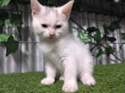 Turkish Angora – Sunnybank Hills