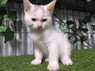 Turkish Angora – Sunnybank Hills