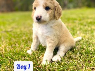 Bordoodle – Toowoomba