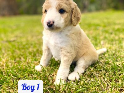 Bordoodle – Toowoomba