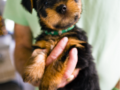 Dogs – Biggera Waters