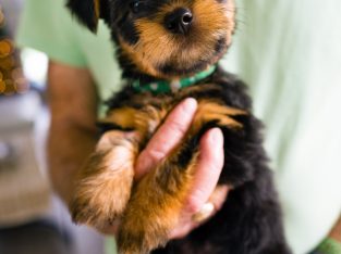 Dogs – Biggera Waters