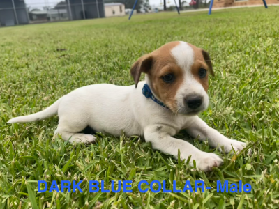 Jack Russell – Llandilo