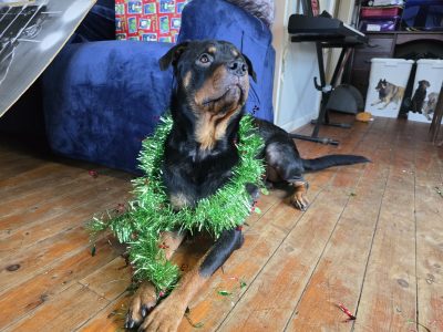 Rottweiler – Blaxland