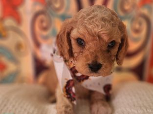 Cavoodle – Mareeba