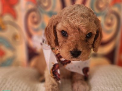 Cavoodle – Mareeba