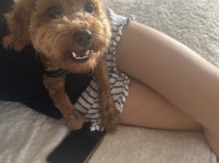 Cavoodle – Edensor Park