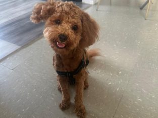 Brown Cavoodle – Edensor Park