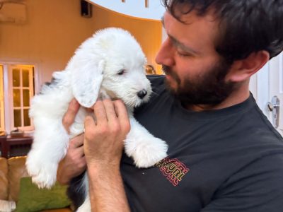Old English Sheepdog – Cairns