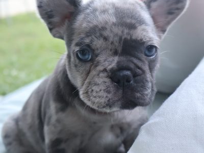 French Bulldog – Everton Park