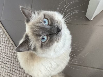 Ragdoll – Dubbo