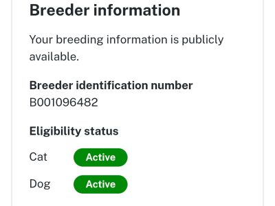 Dachshund – Kings Langley