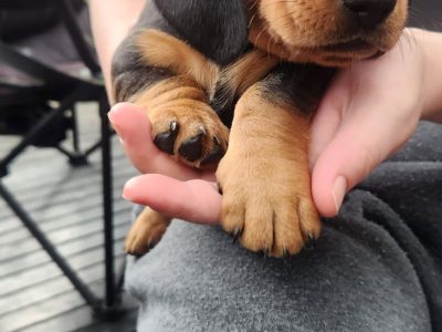 Dachshund – Kings Langley