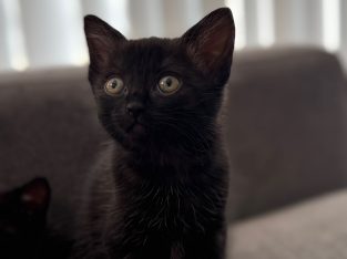 Siamese – Pemulwuy