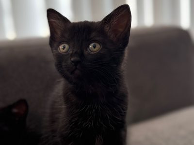 Siamese – Pemulwuy