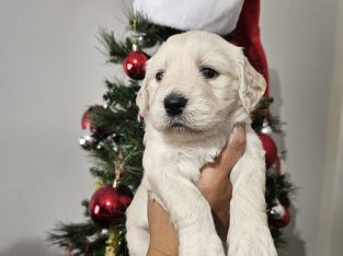 Goldendoodle – Singleton