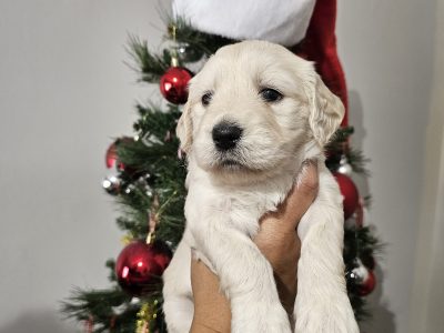 Goldendoodle – Singleton