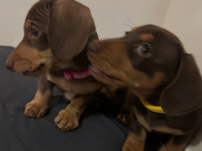 Miniature Dachshund – Caboolture