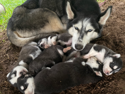 Husky – Surfers Paradise