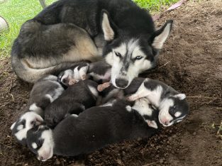 Husky – Surfers Paradise