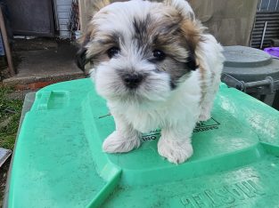 Maltese – Buninyong