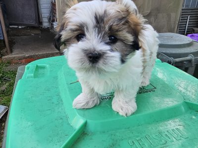 Maltese – Buninyong