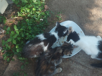 Australian Mist – Zillmere