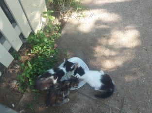 Australian Mist – Zillmere