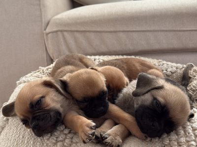 Puggle – Eastern Heights